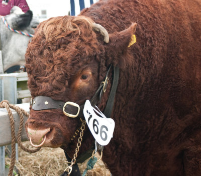 Okehampton Show