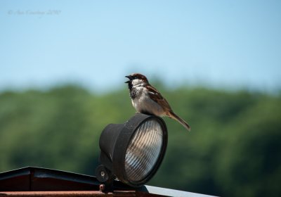 Little Sparrow