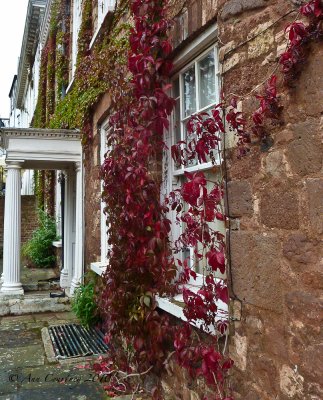 Autumn vine