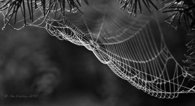 Cobweb 