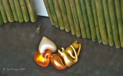 Dead wasp with soap