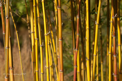 Golden Bamboo