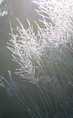Frosty