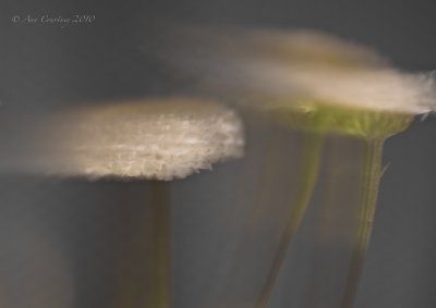 Untimely gust of wind..
