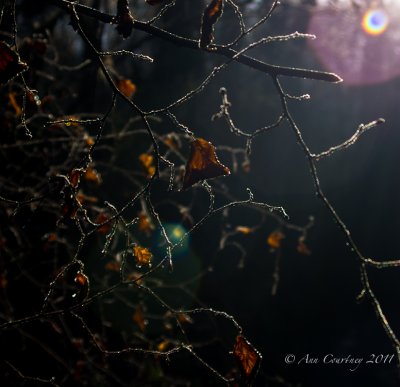 Late morning sun on frost