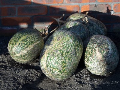 Gourds  (I think)