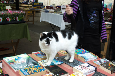 The well read cat.