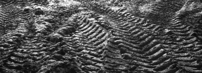 Muddy Tracks