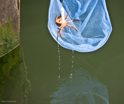 More crab catching