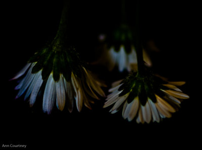 The Other Side of a Daisy