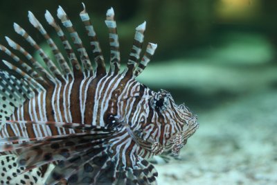 Lionfish2.JPG