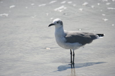 Tern4.JPG