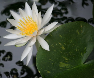 WaterLily2a.jpg