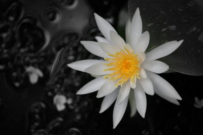 WaterLily4_focal.jpg