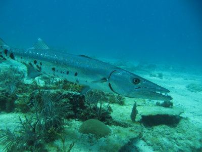 Barracuda2.JPG