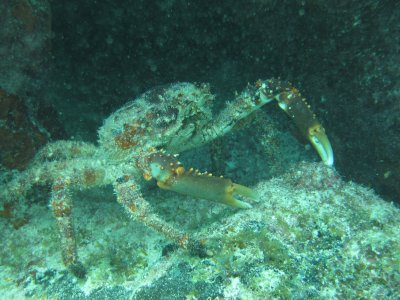 Crab1.JPG