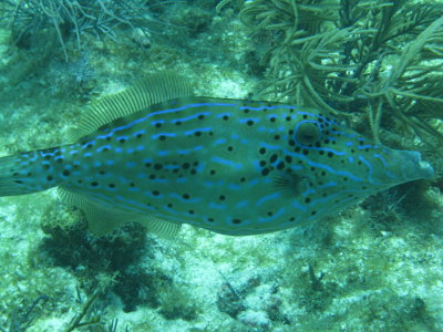 Filefish3.JPG