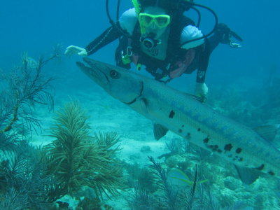 GBarracuda1.JPG