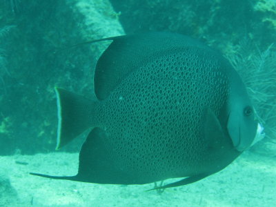 GrayAngel1.JPG