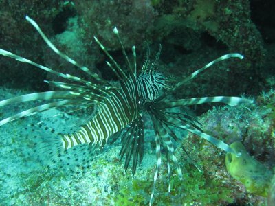 Lionfish3.JPG