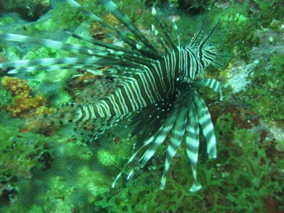 Lionfish4.JPG