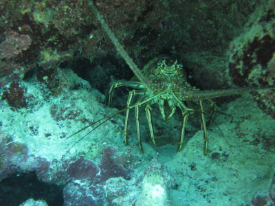 Lobster1.JPG