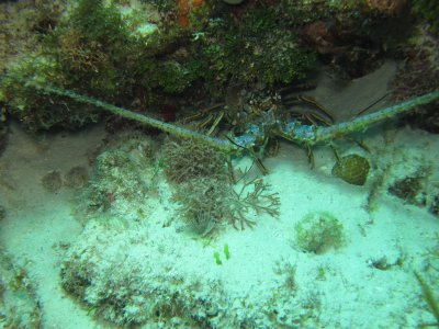 Lobster2.JPG