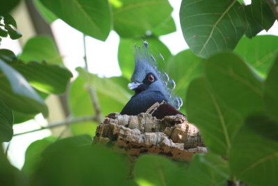 VictoriaCrownedPigeon.JPG