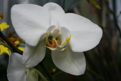 Orchid1a.jpg