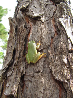 TreeFrog1.JPG