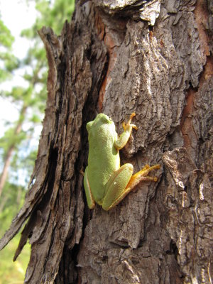 TreeFrog2.JPG