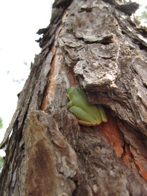 TreeFrog3.JPG