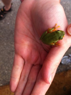 TreeFrog4.JPG