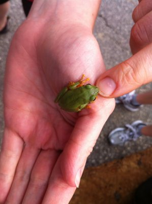 TreeFrog5.JPG