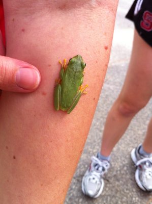 TreeFrog6.JPG