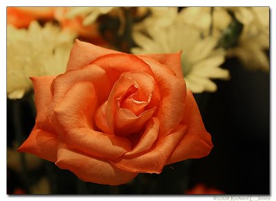 Orange Rose.jpg