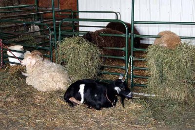 Kelkenberg Farm28.jpg