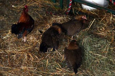 Kelkenberg Farm31.jpg