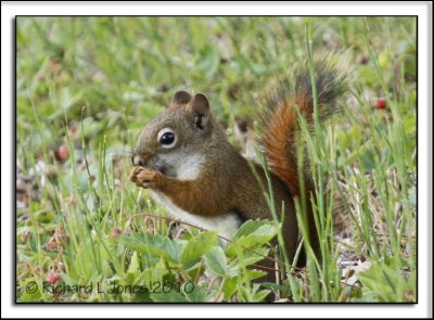 Red Squirrel 1.jpg