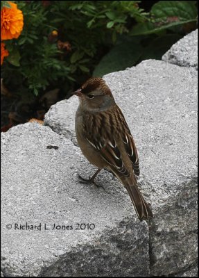 Juvenile Chipping Sparrow-.jpg