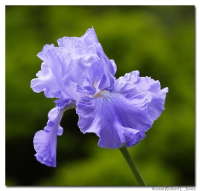 Blue Iris 1 copy.jpg