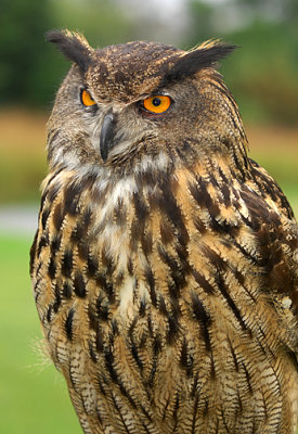 Eagle Owl_1420.jpg