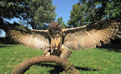 Eagle Owl Landing_0403.jpg