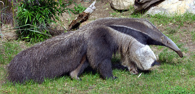 Anteater_2486.jpg