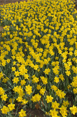 Daffodils_4248.jpg
