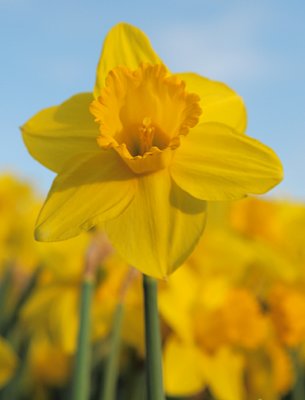 Hubbard Park Daffodil Festival