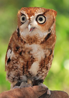 Eastern Screech Owl_0445.jpg