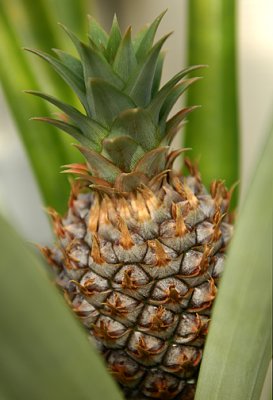 Pineapple_4067.jpg