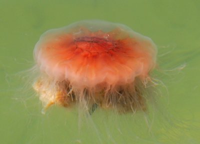Jellyfish_1563.jpg