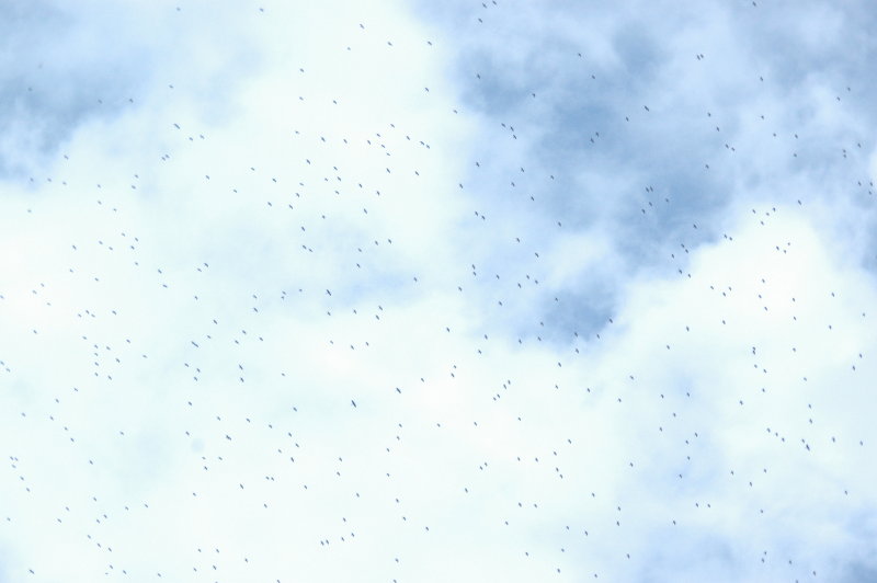 926CorpusBirds926 005.JPG
